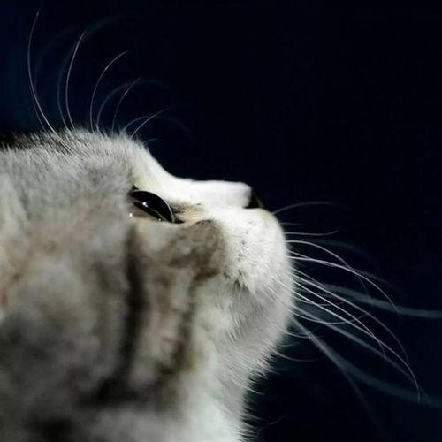 娱乐吃瓜小猫咪视频在线观看,小猫咪吃瓜视频，萌态十足，在线观看必笑