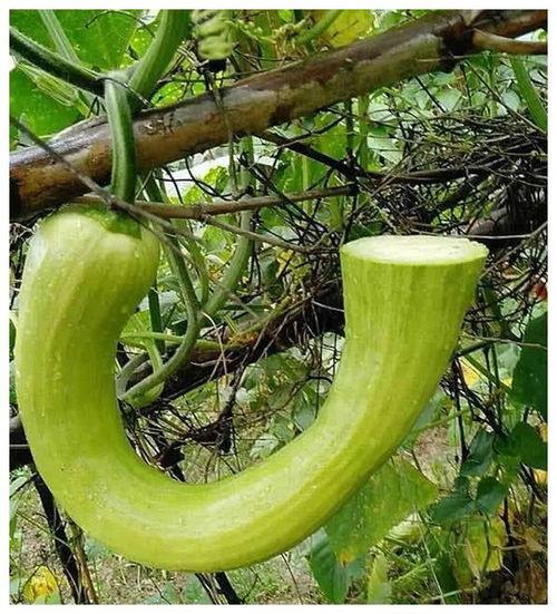 网上流行吃瓜是什么意思,吃瓜背后的文化现象